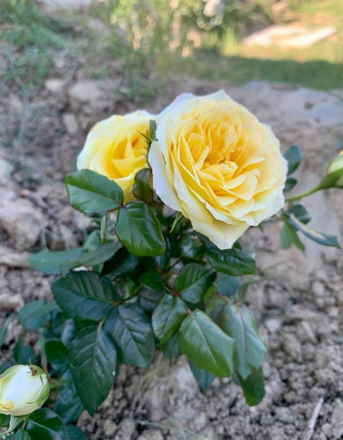 Il Podere Di Massi Barberino di Mugello Εξωτερικό φωτογραφία