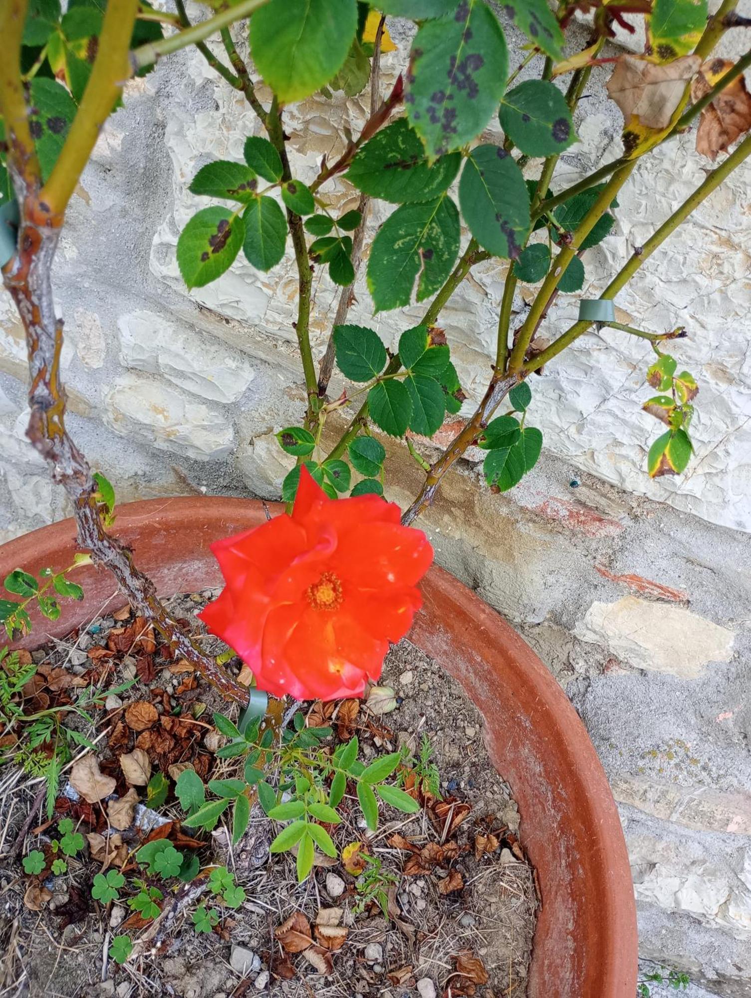 Il Podere Di Massi Barberino di Mugello Εξωτερικό φωτογραφία